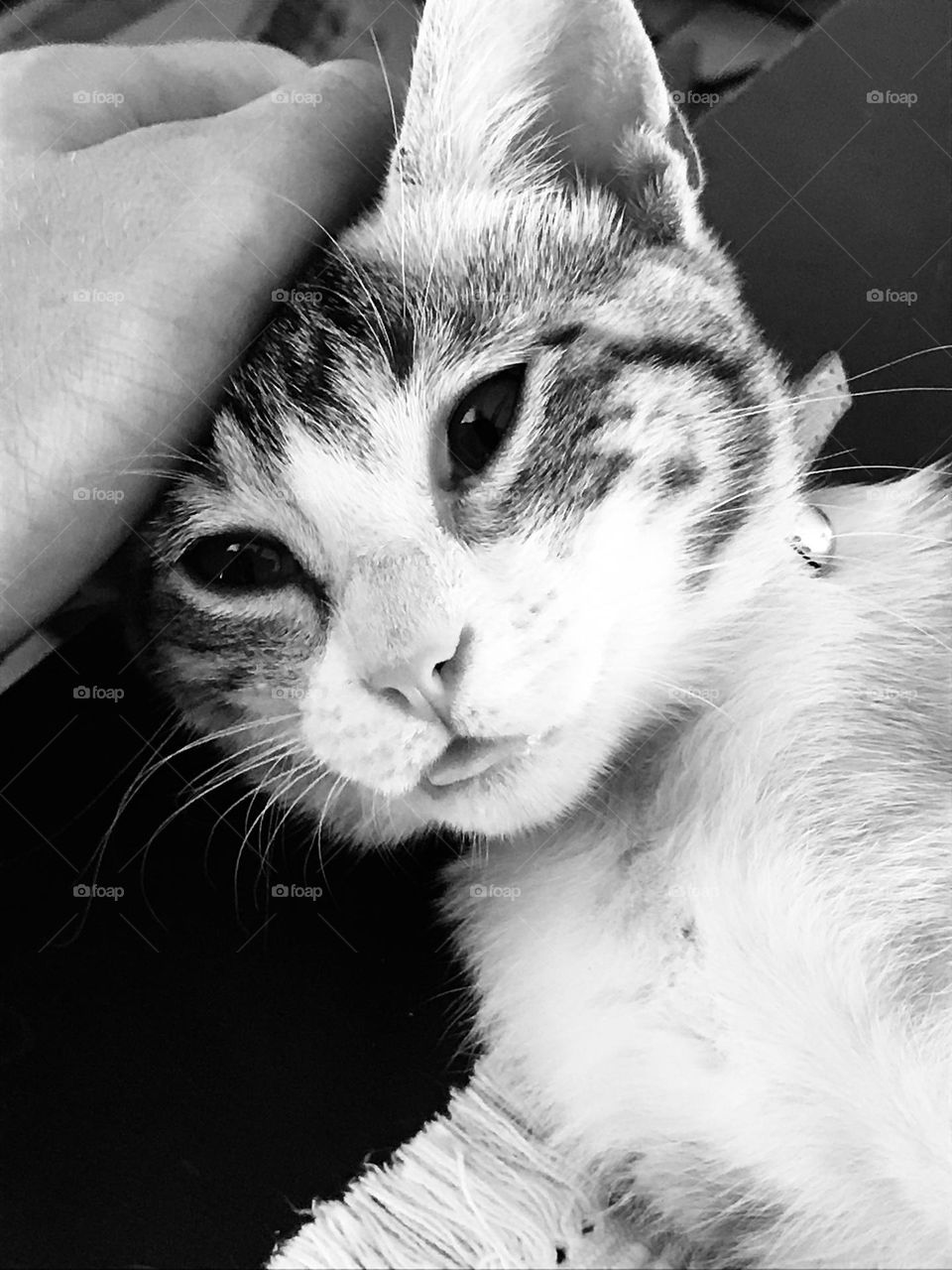 My little girl, I love cats.