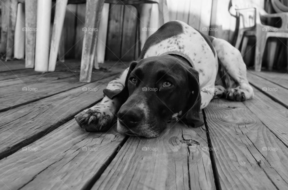 Close-up of dog on wooden deck