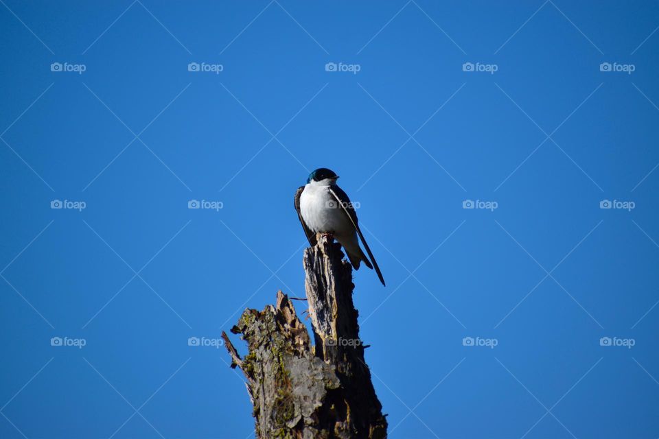 A bird happily sits on a spring morning with the blue skies behind him