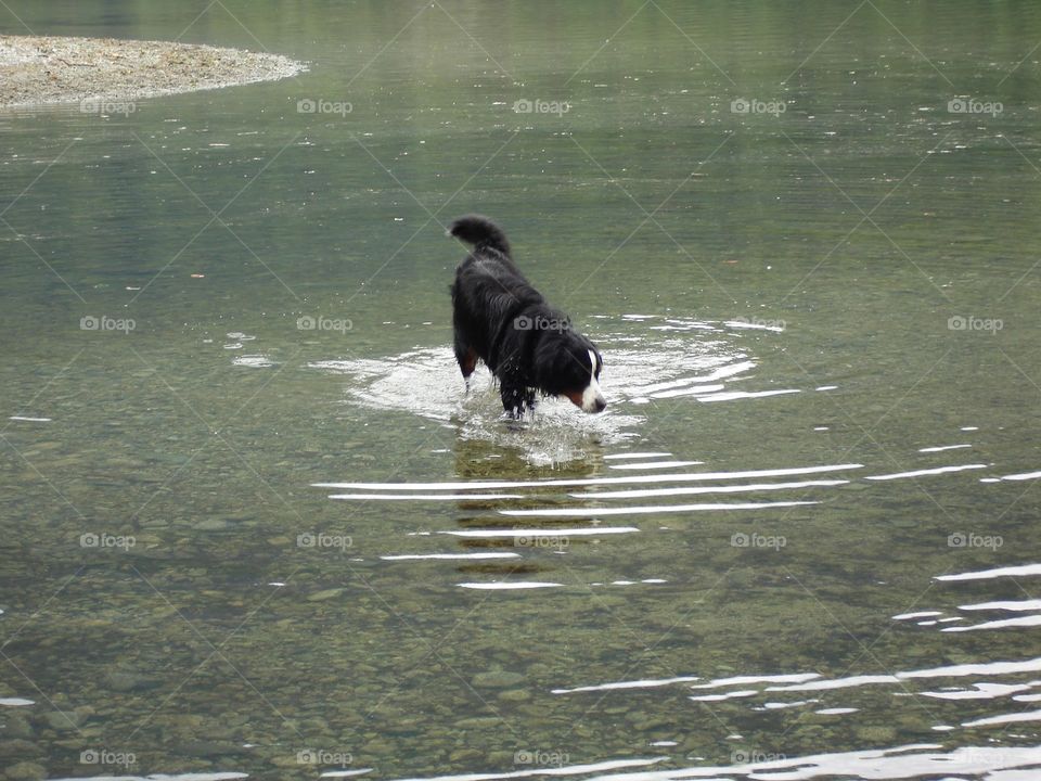 Bernese mountain dog fishing
