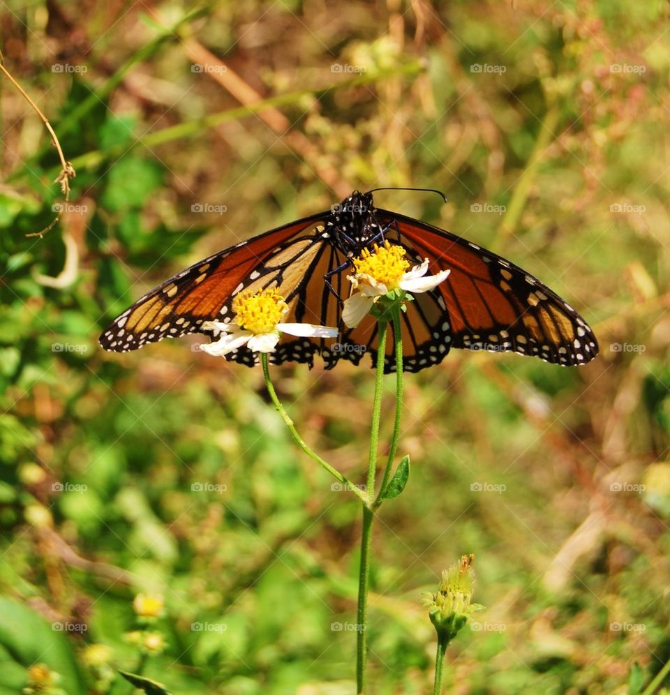 Monarch butterfly on flower