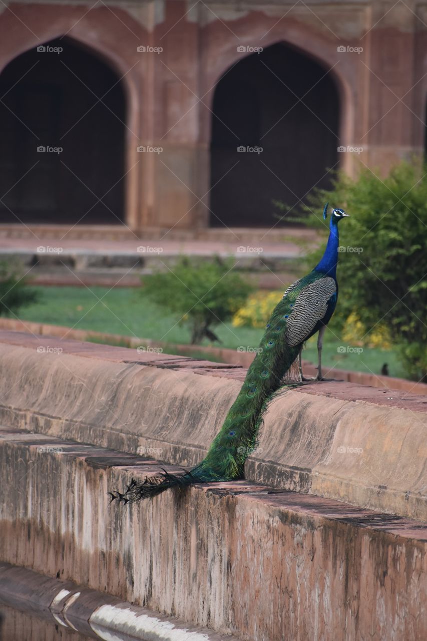 Peacock at Sufdarjung’s Tomb in Delhi, India