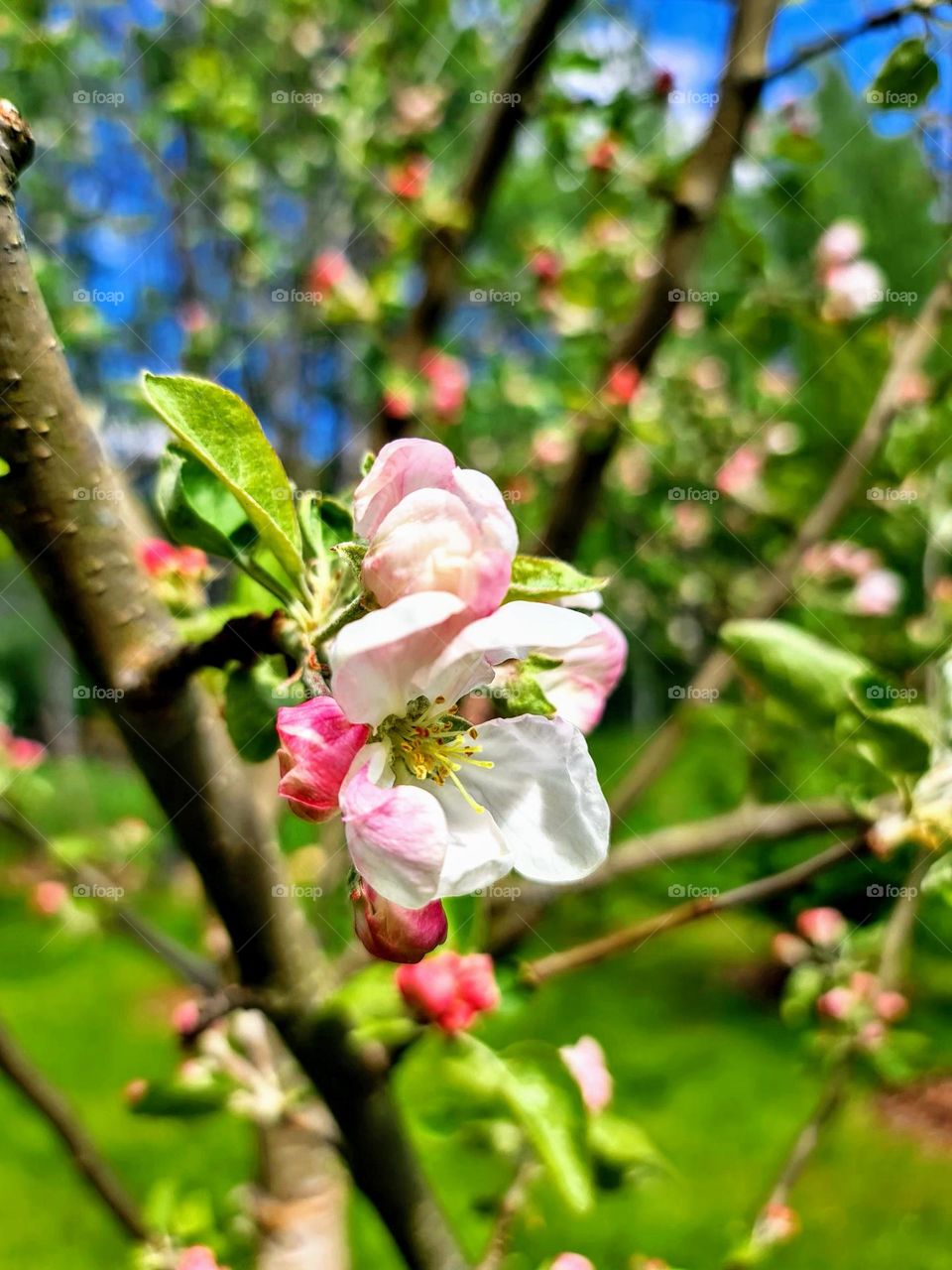 Close up of the beautiful gentle white pink blooming flower on the tree branch growing in the garden on a sunny spring day 