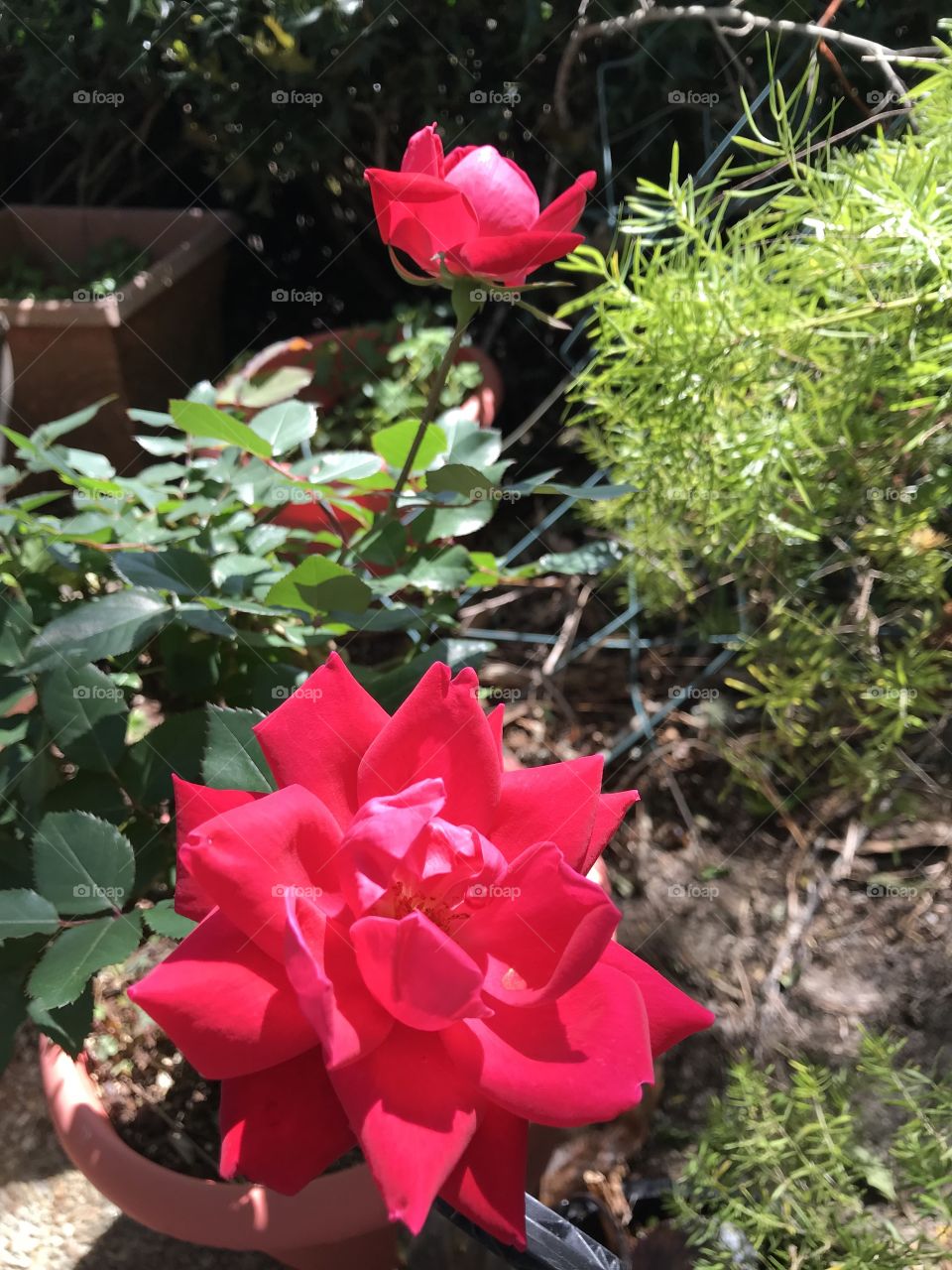  Beautiful Rose 
