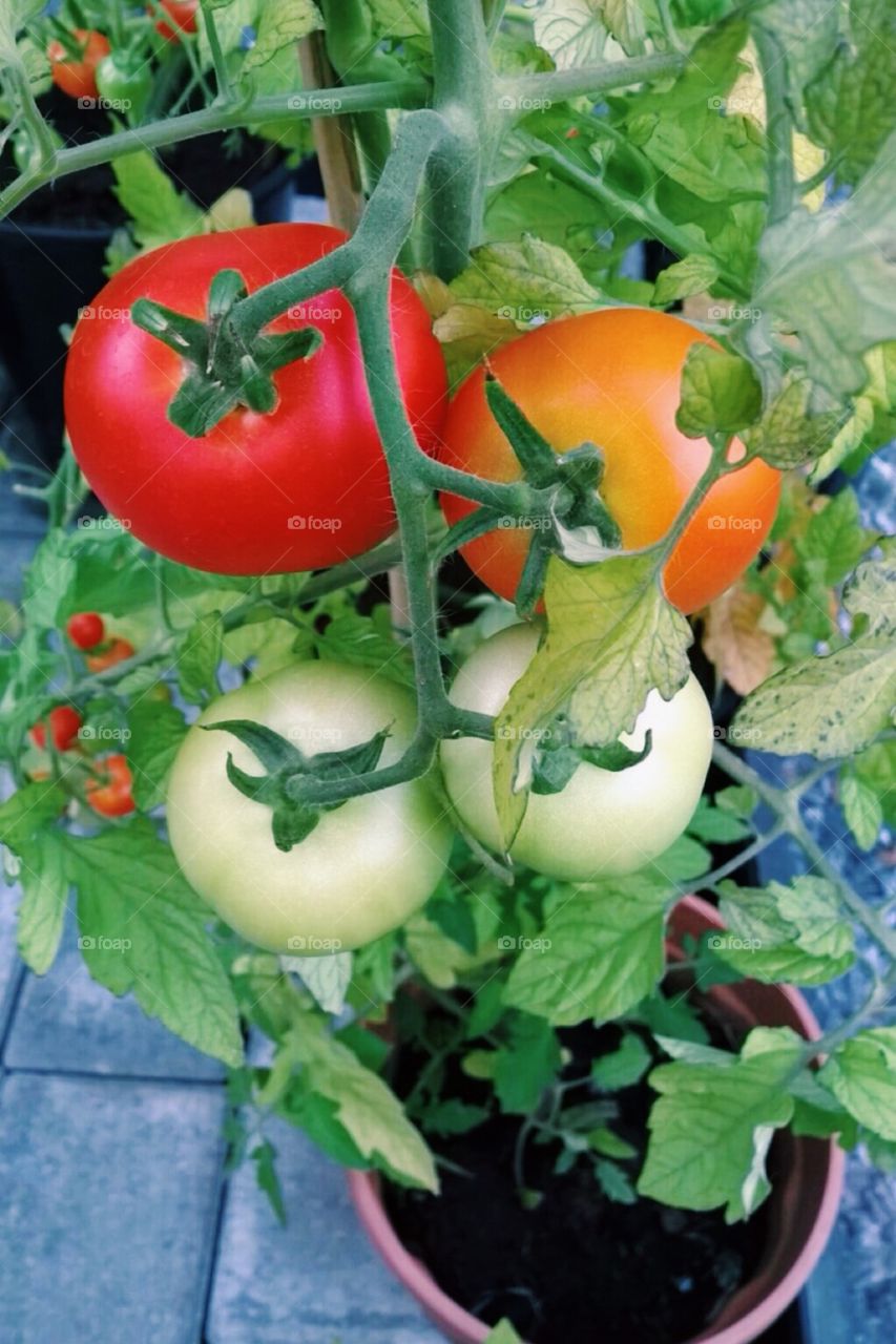 Tomato  plant growing in a greenhouse 