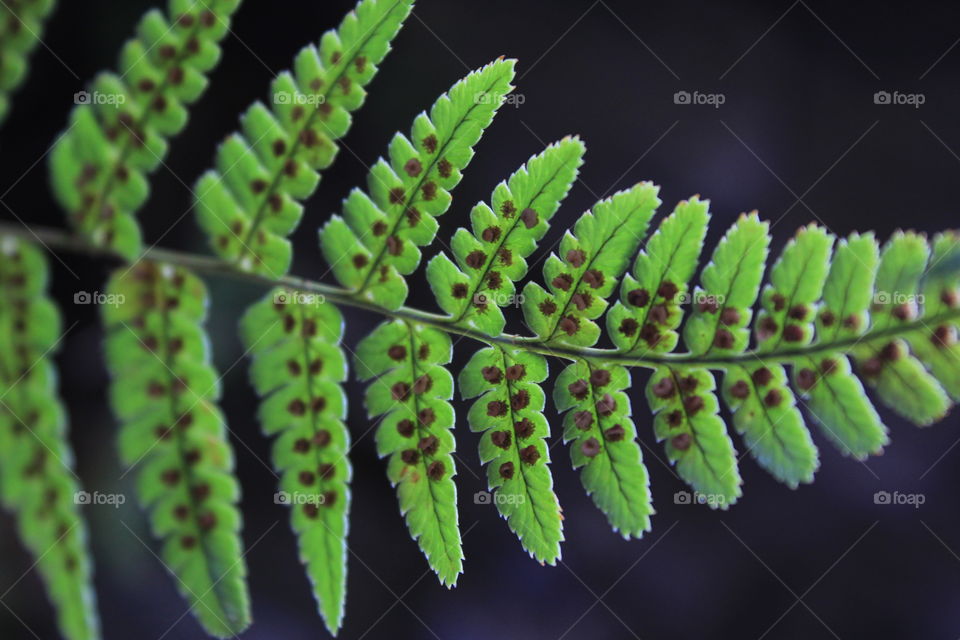 Bottom side of a fern plant 