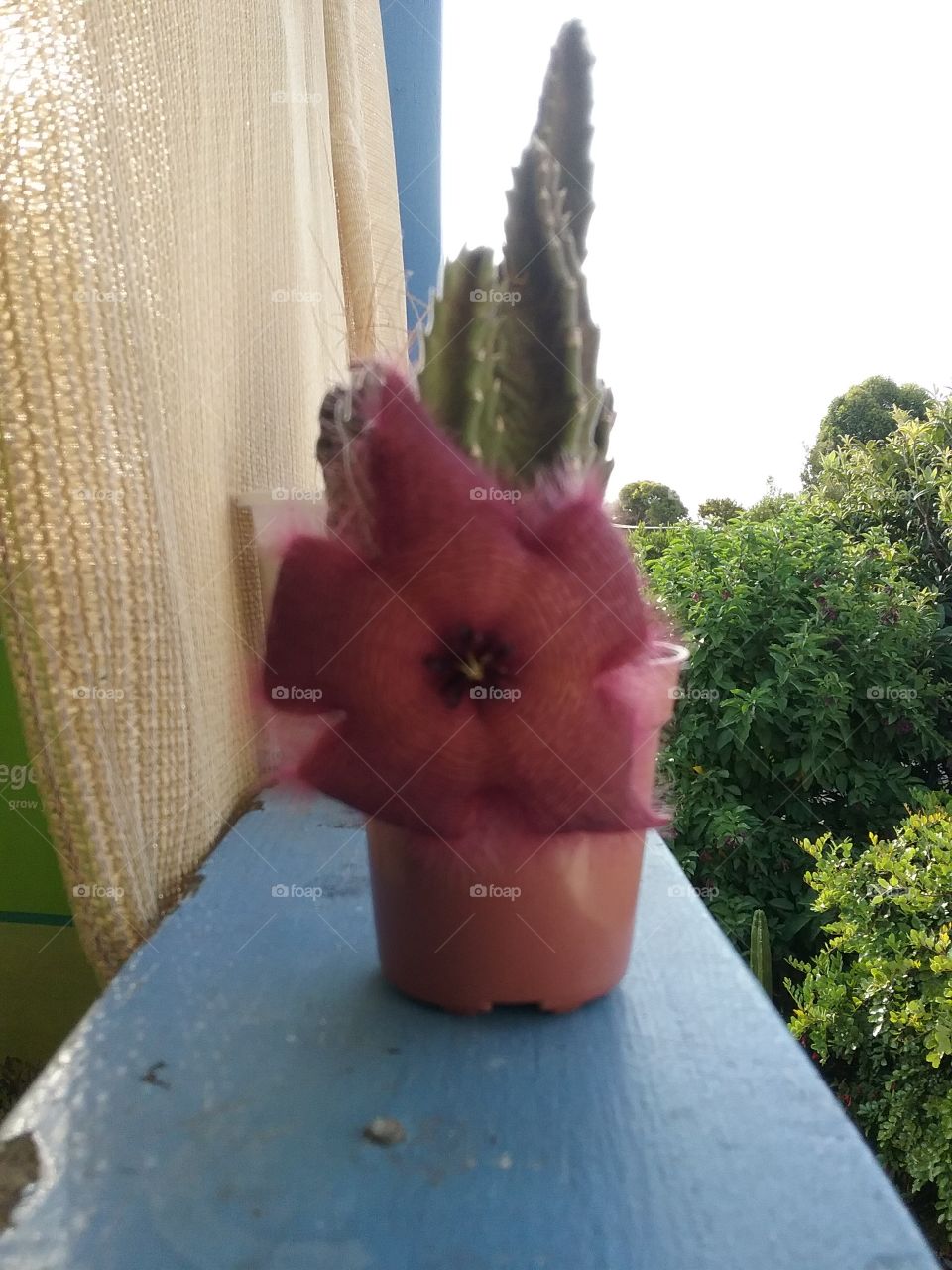 el snicko flower, fly to pollinated