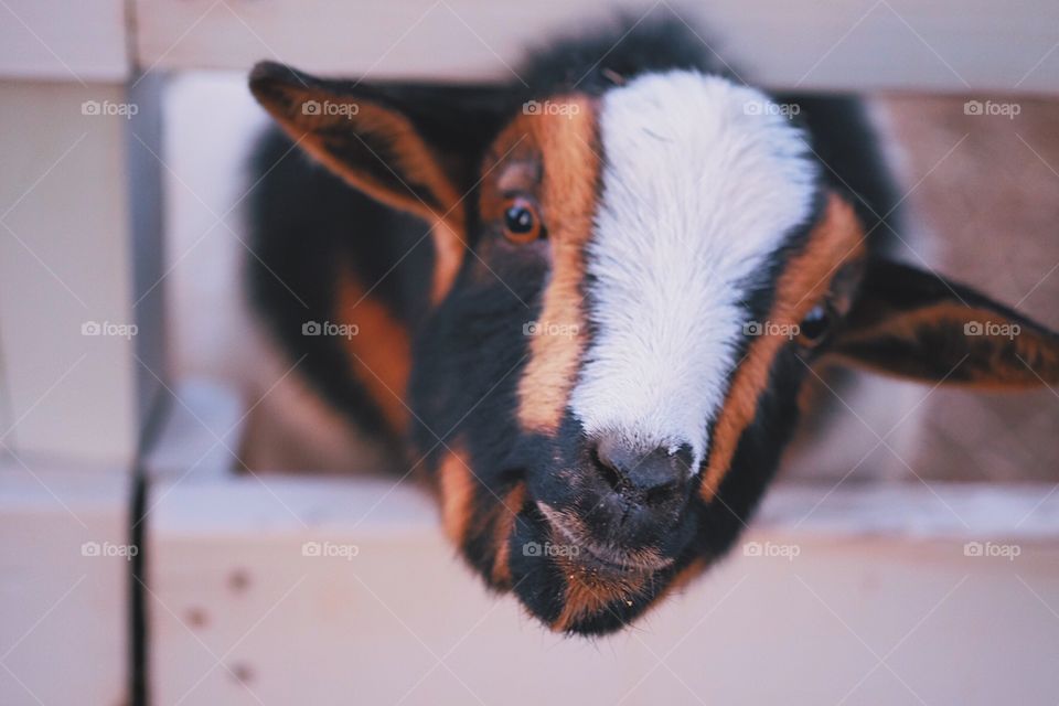 Goat In The Barnyard, Goat making a silly face, clowning around in the barn, cute goat face, expression on a goat’s face, playing with goats, silly time in the barn
