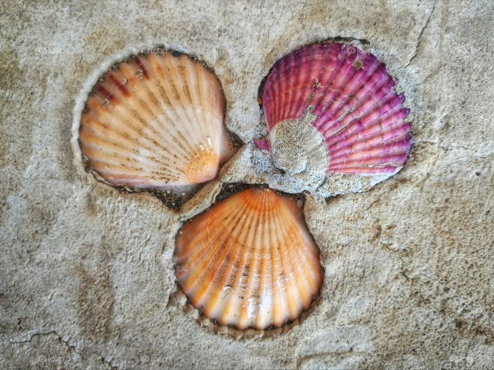 Seashells on the wall.