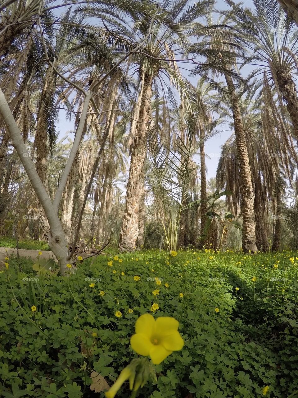Date palm trees in a desert oasis in Tunisia with green grass growing around them 