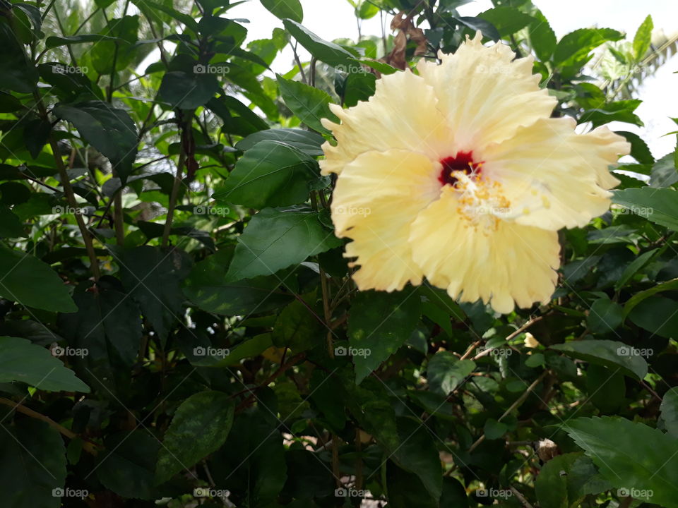 white hibiscus tree