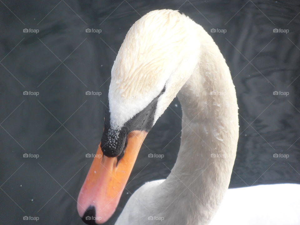 Close Up Swan