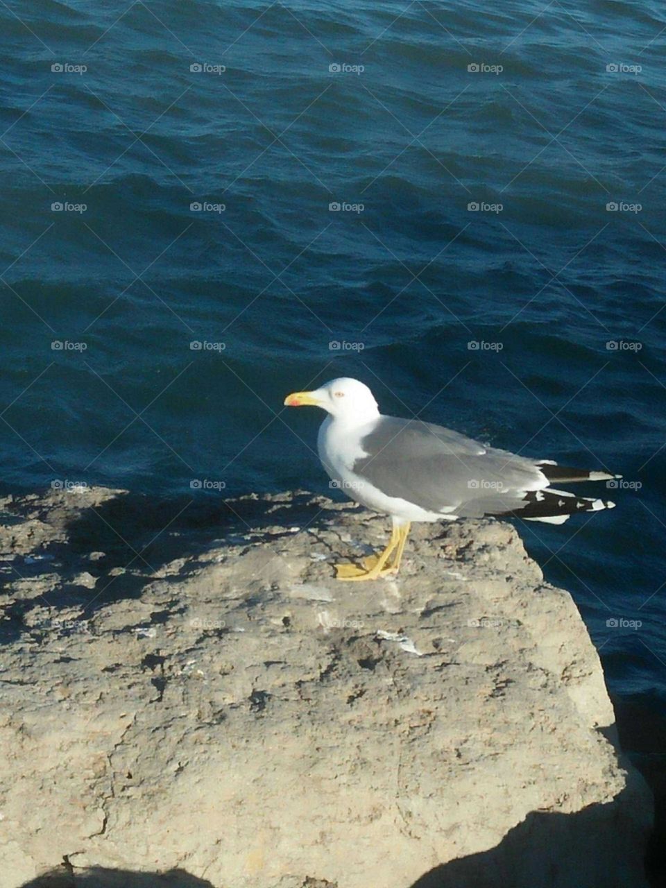 Beautiful seagull on the rock near the sea.