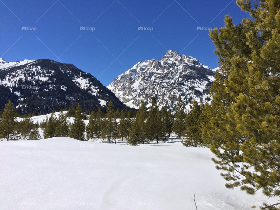 Winter Wonderland. Snowshoeing through the forest in Grand Tetons National Park.