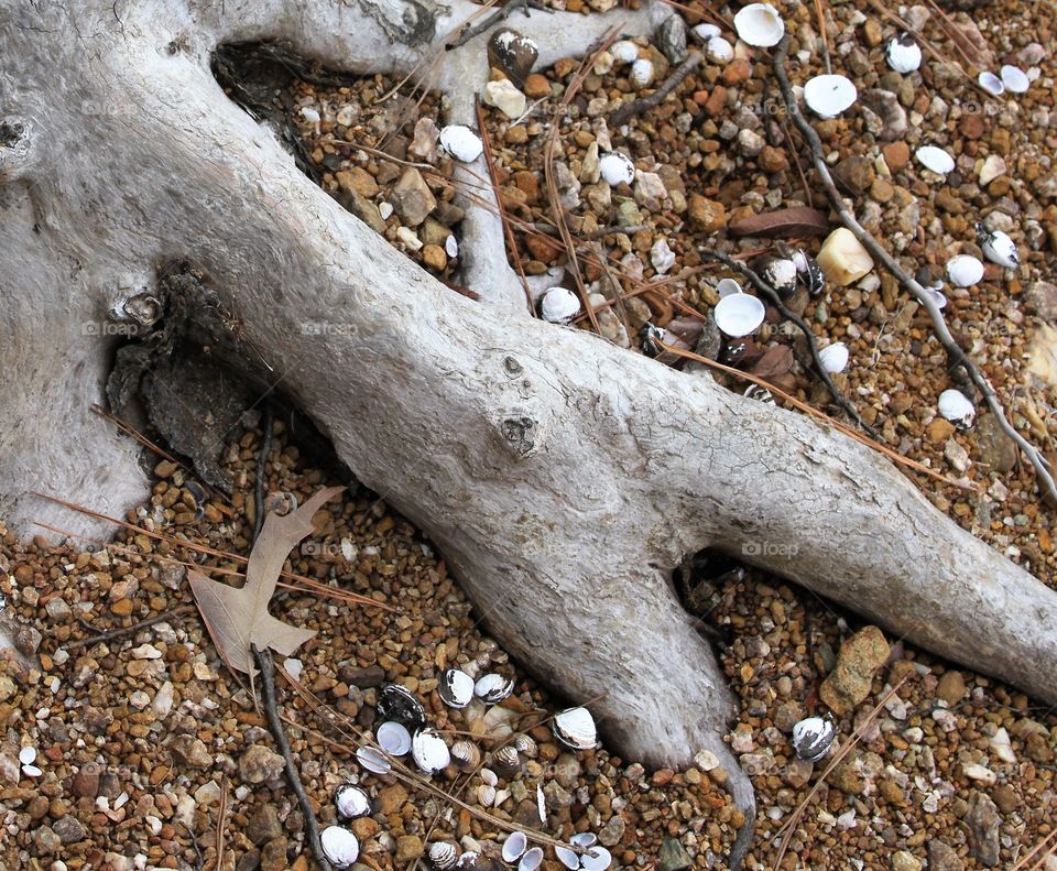 driftwood looks like a stretching body