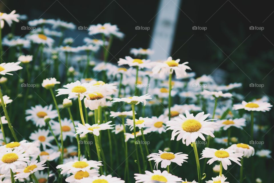 Shasta Daisy Field