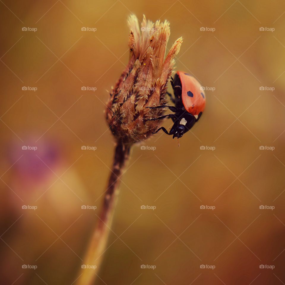 ladybug