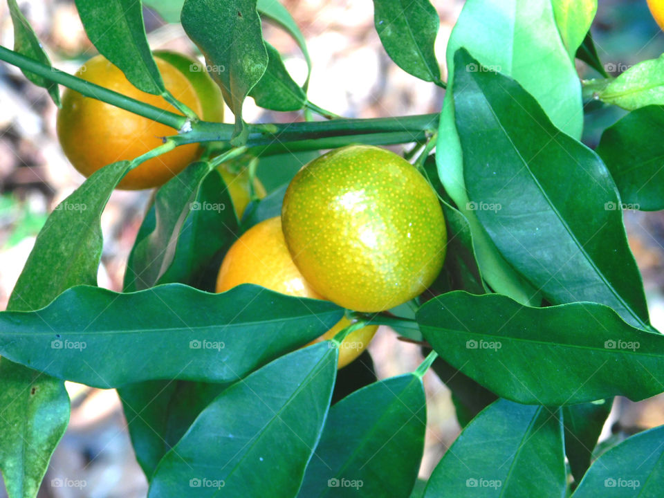 Exotic fruits, Kumquats imported from China