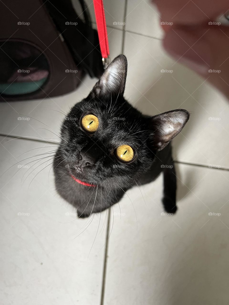 Black cat with yellow eyes 