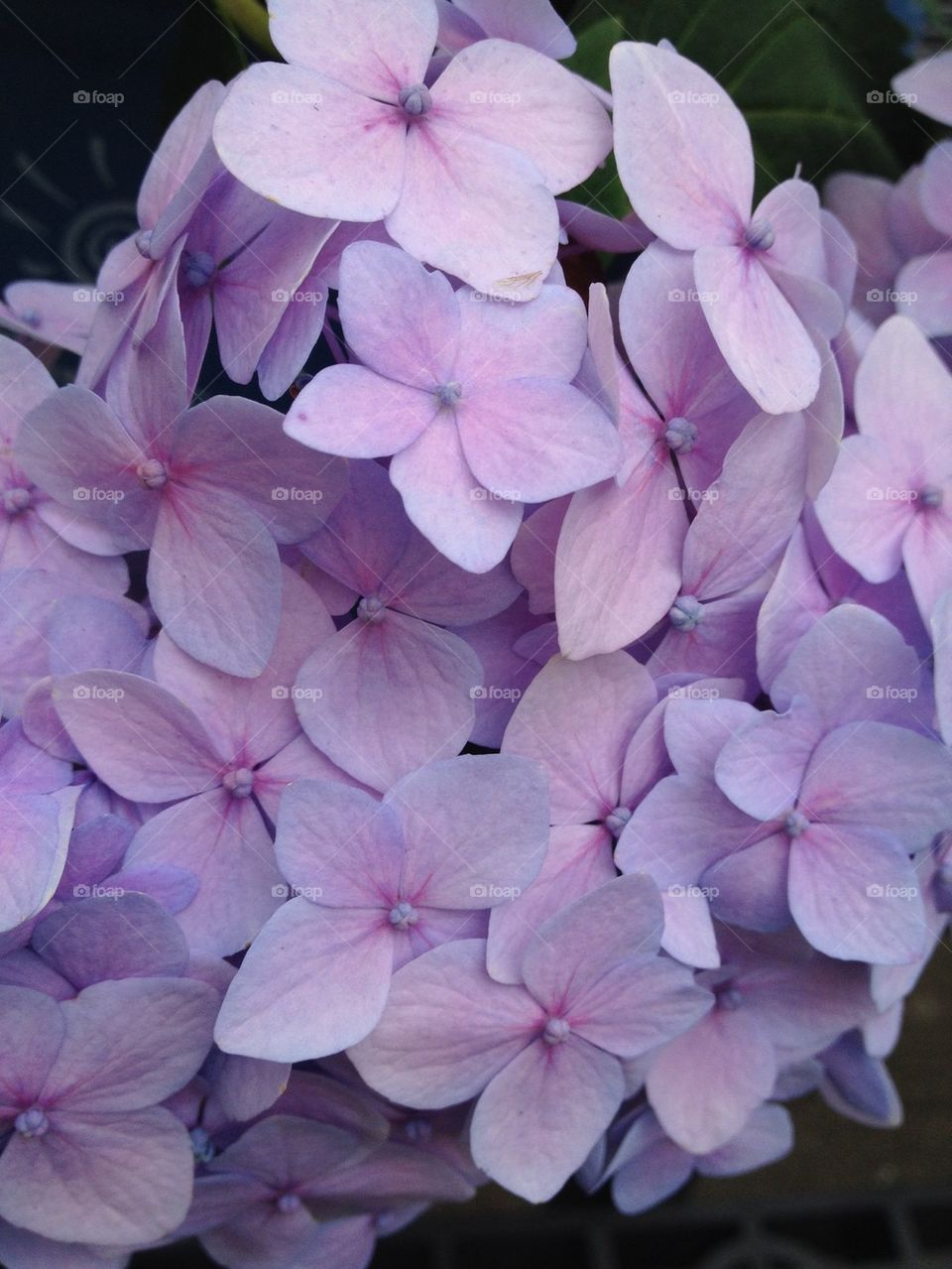 Hydrangeas