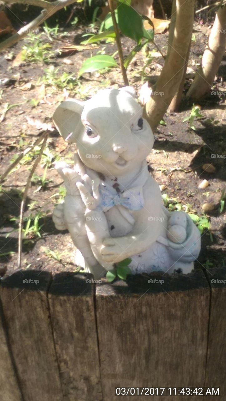 little Peter cotton tail