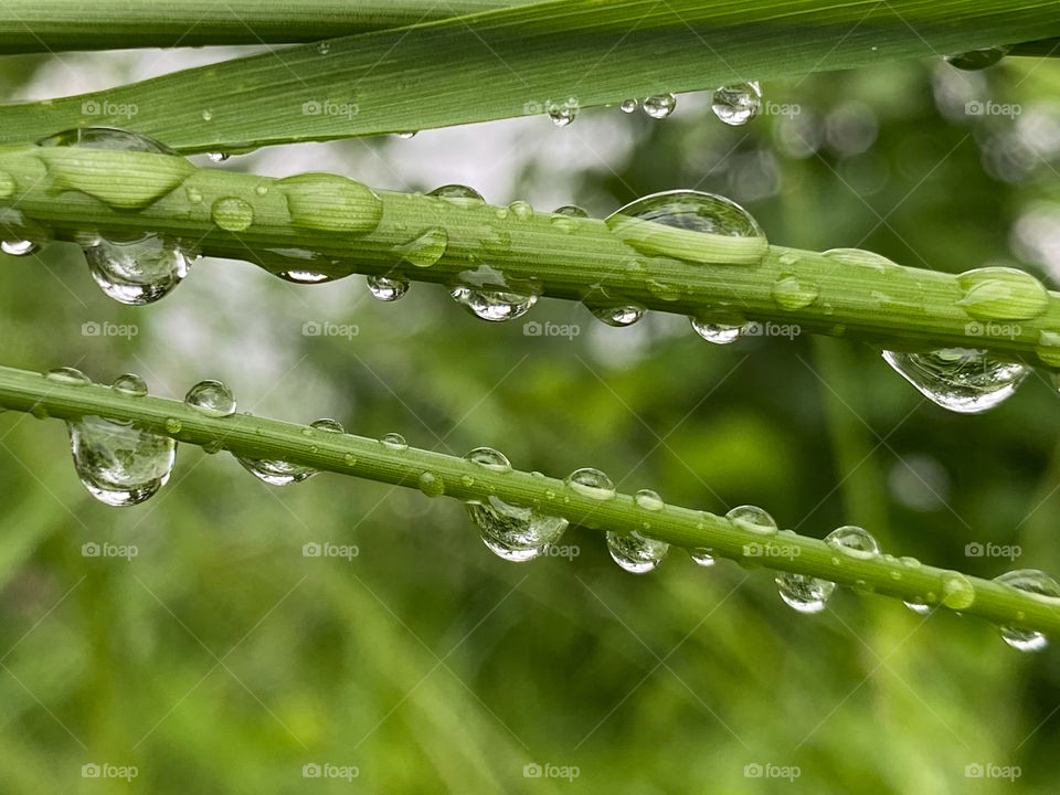 Raindrop 