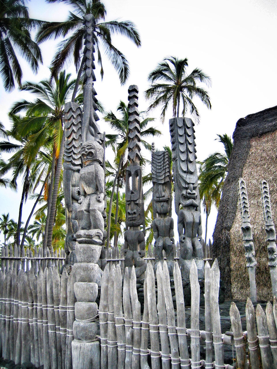wood fence coast palms by stevehardley7