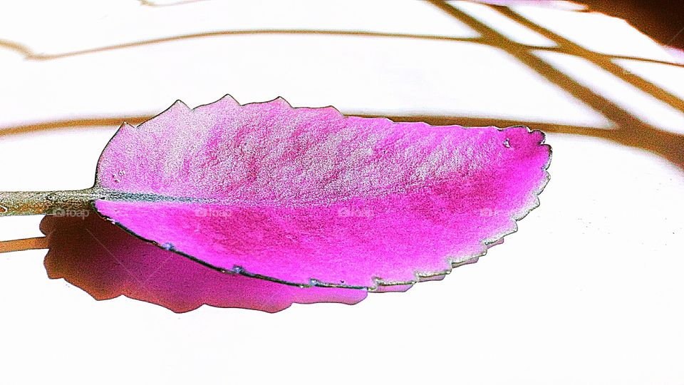 The pink leaf