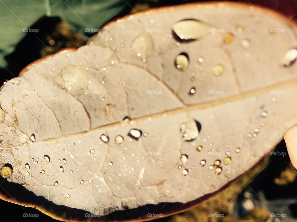 Leaf Droplets