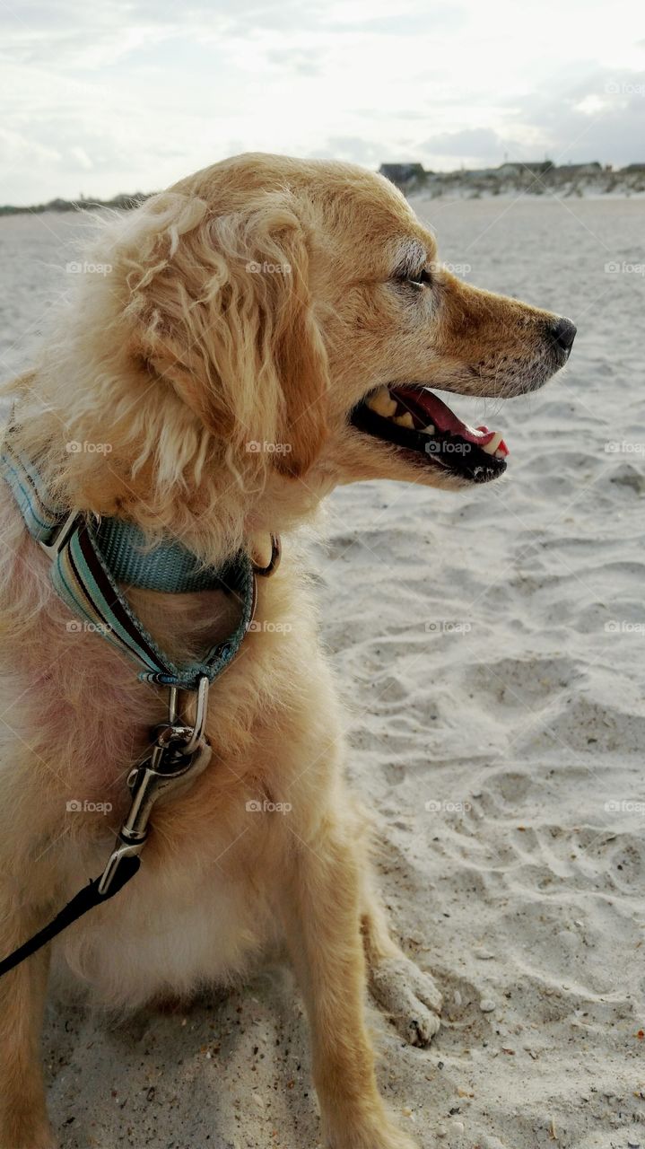 beach time . our rescue dog on the beach