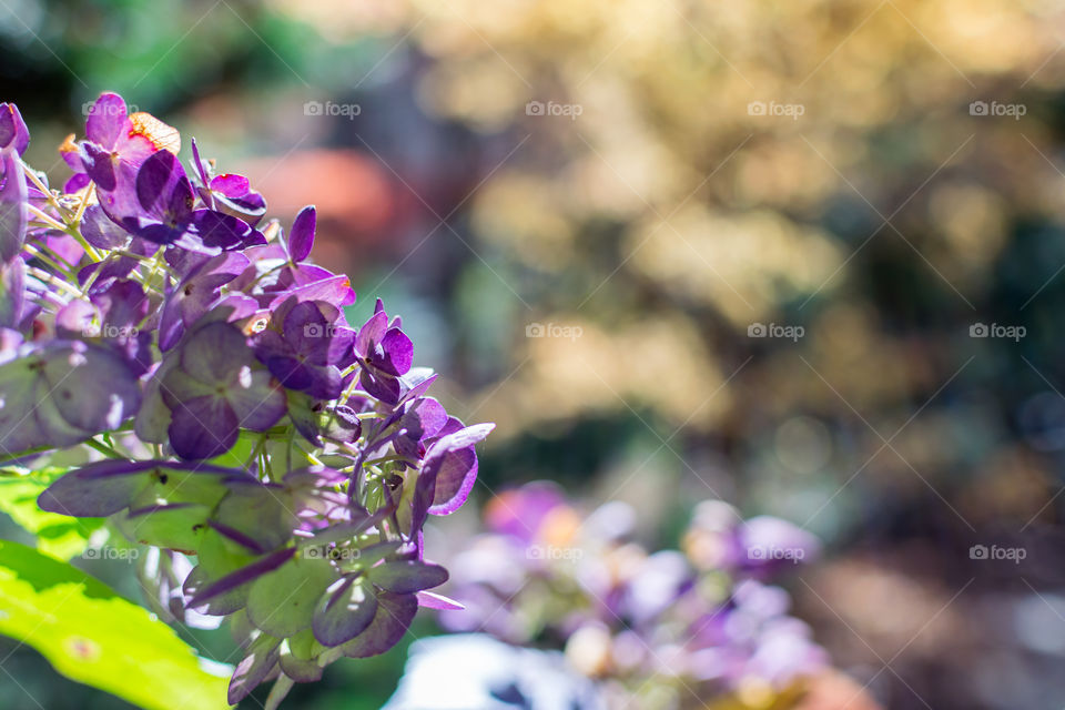 Hydrangea flower 