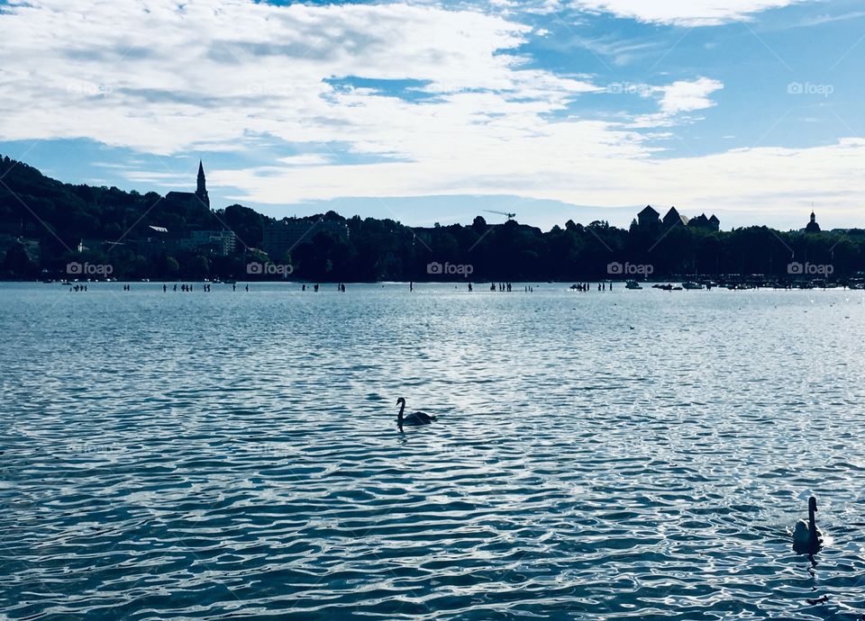 Swan Annecy Lake