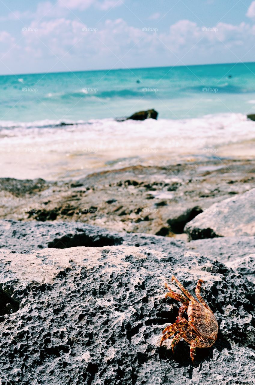 Crab at beach, Mexico