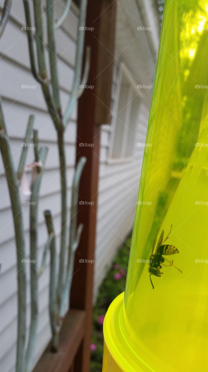 wasp trap