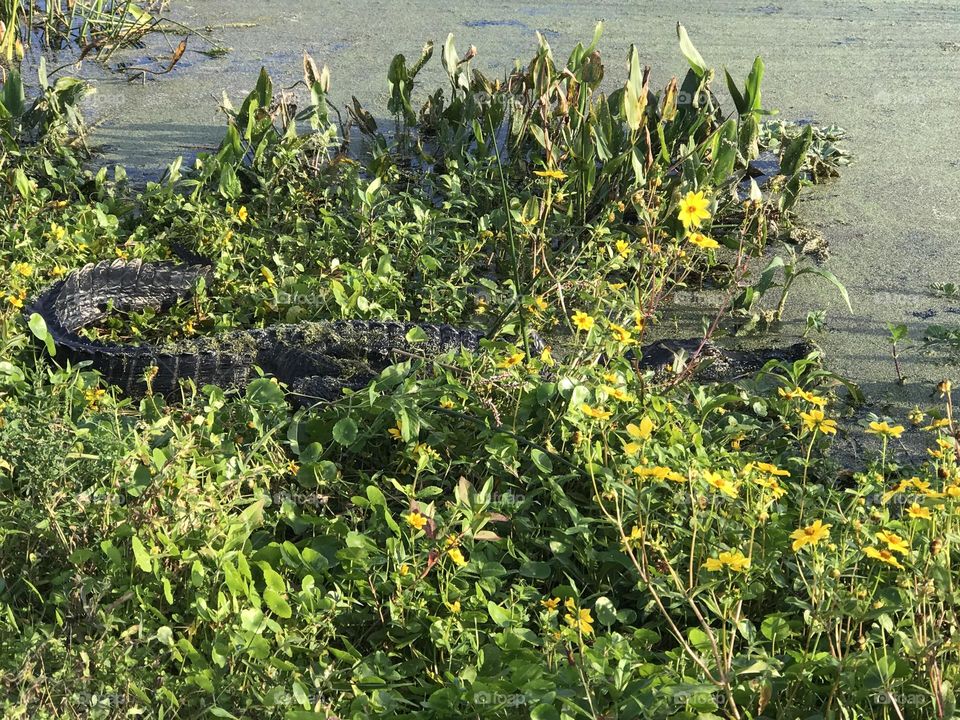 Alligator playing hide and seek 