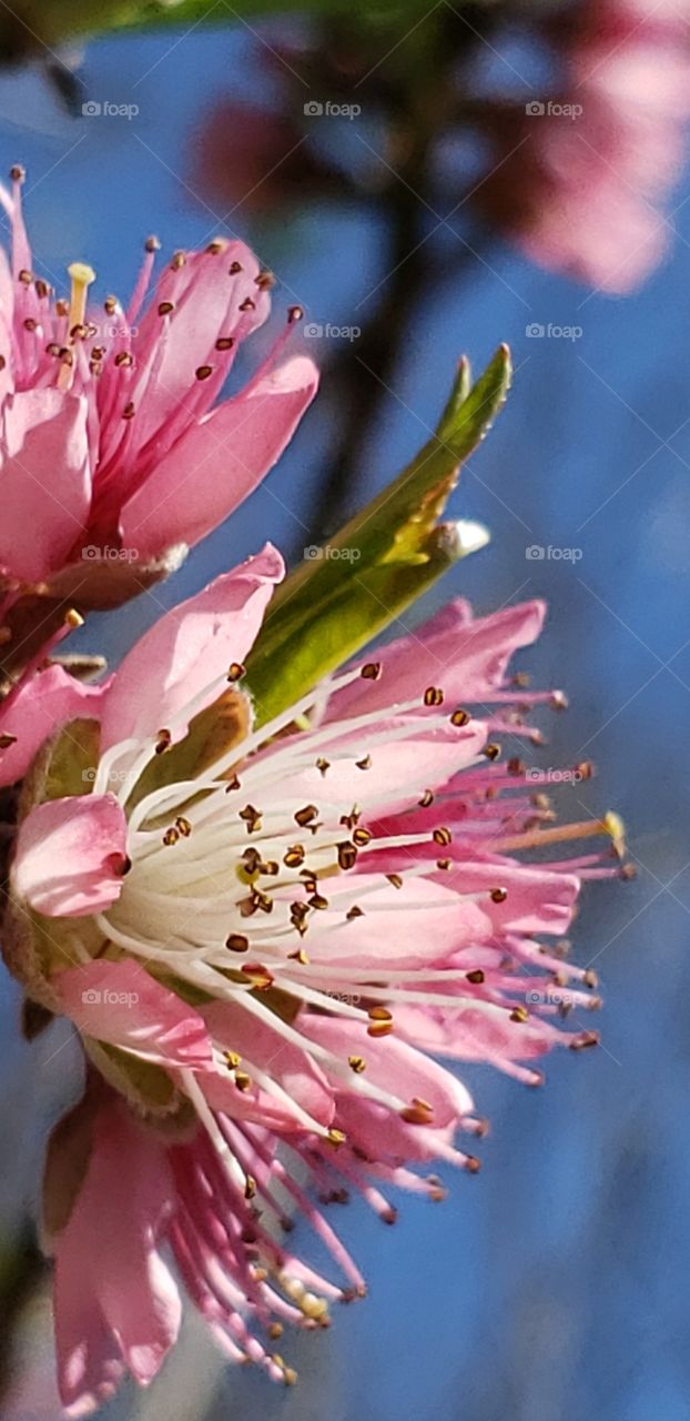 peach tree in spring with delicate pink petals
