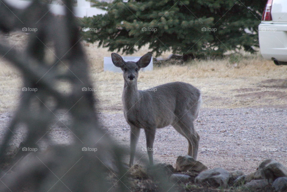 deer baby bambi