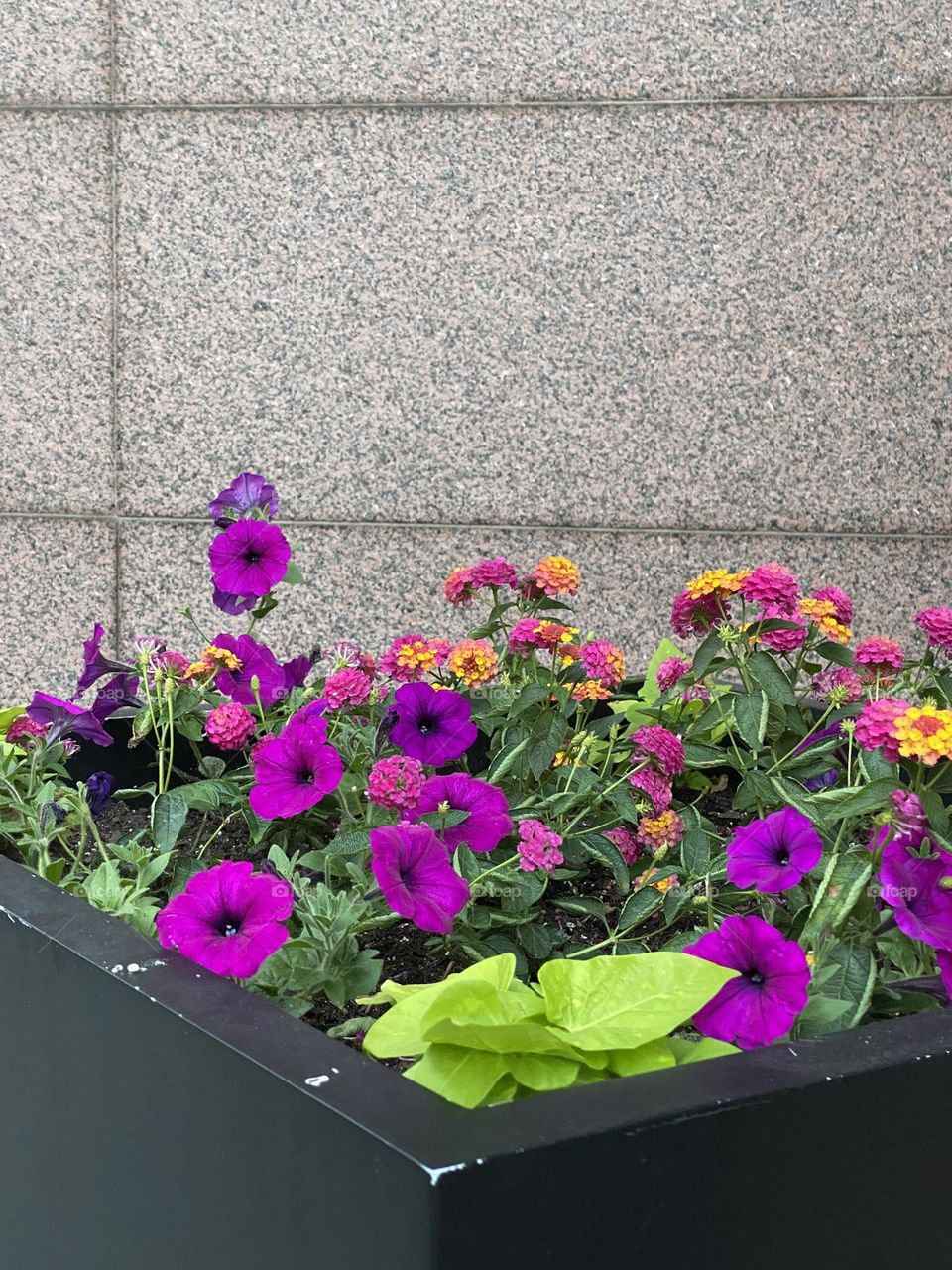 Flower blossoms of garden petunia and other flowers at urbanized garden.