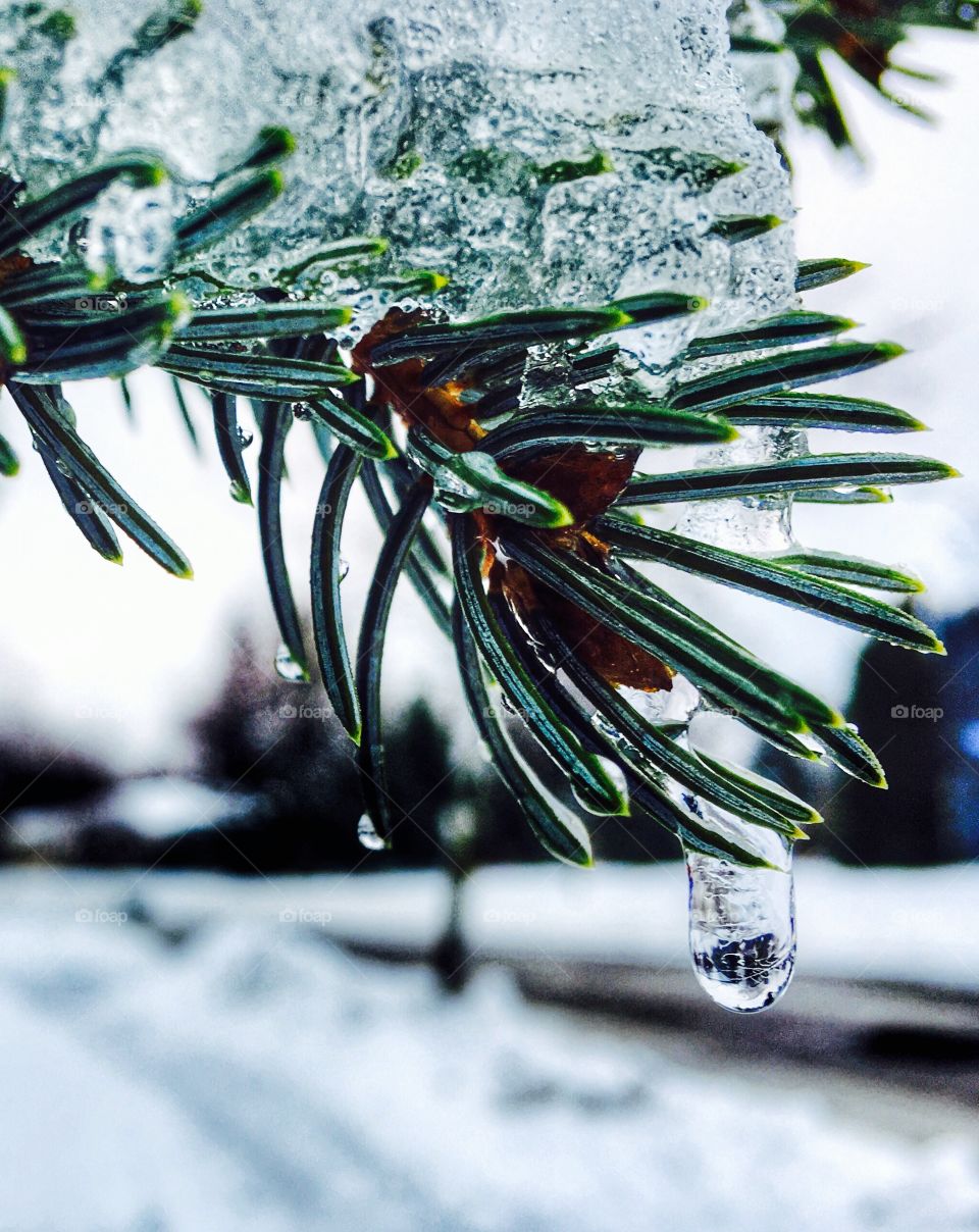 Icy pines 