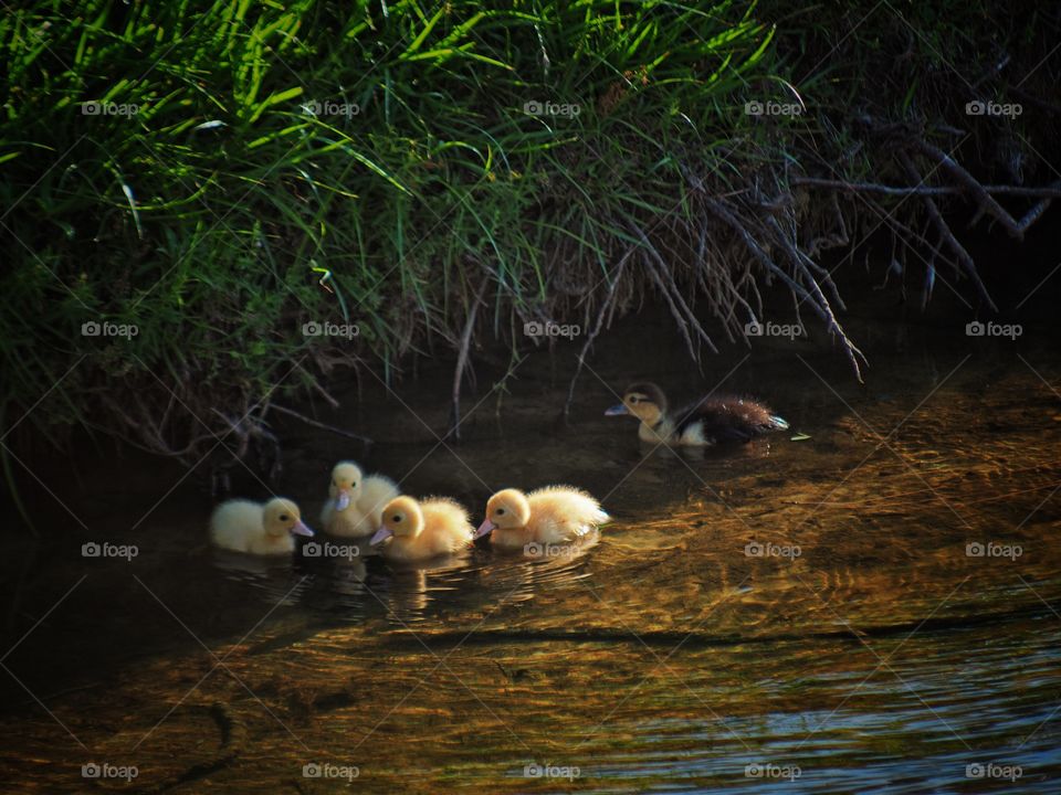 Meeting on the lake