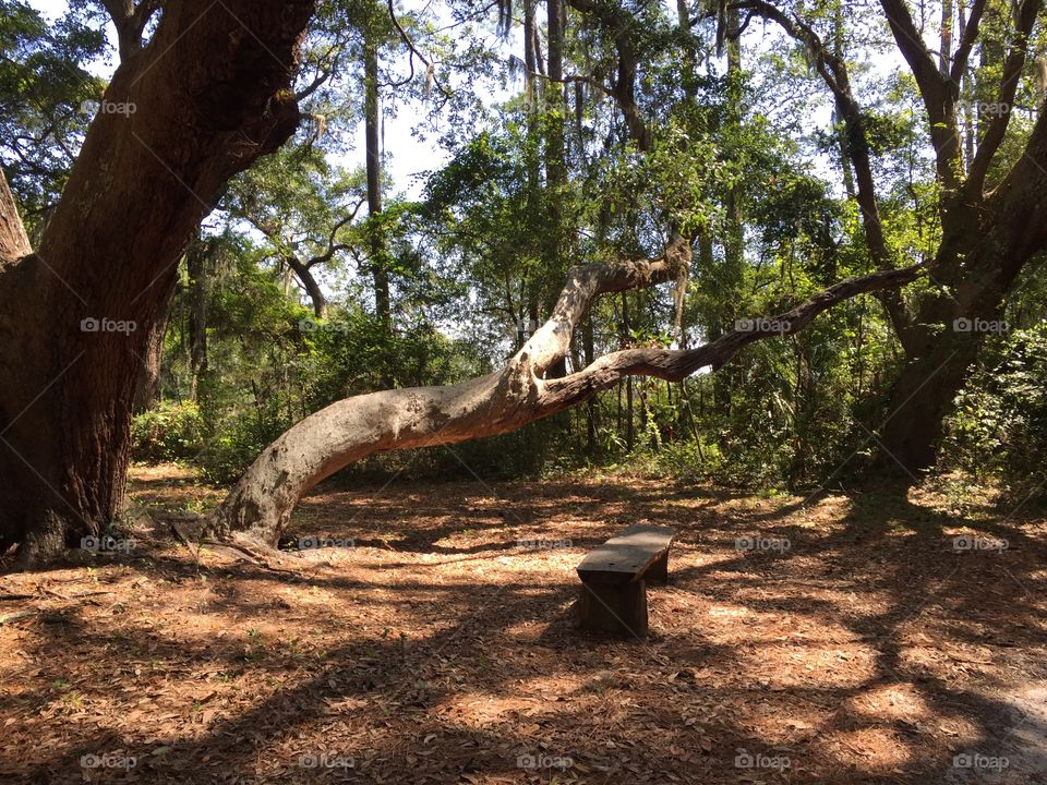 Trees in the forest