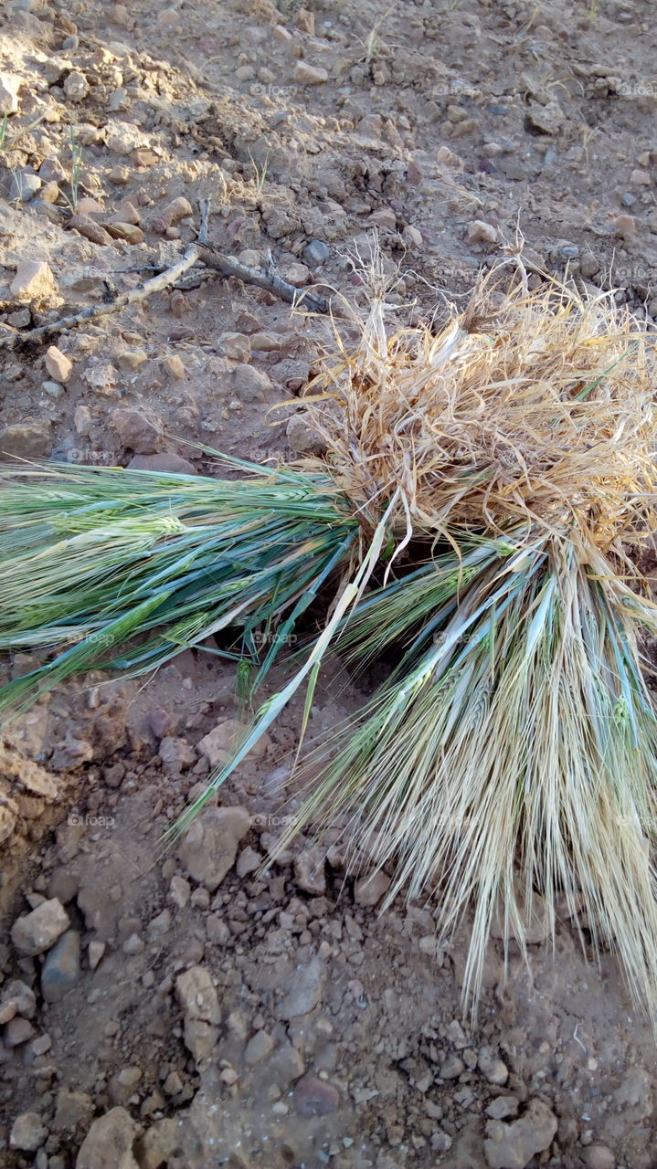 Elevated view of a dry grass