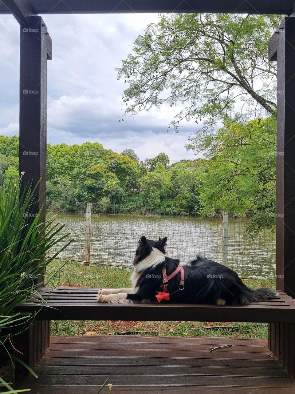 Cachorro da raça border collie admirando a natureza