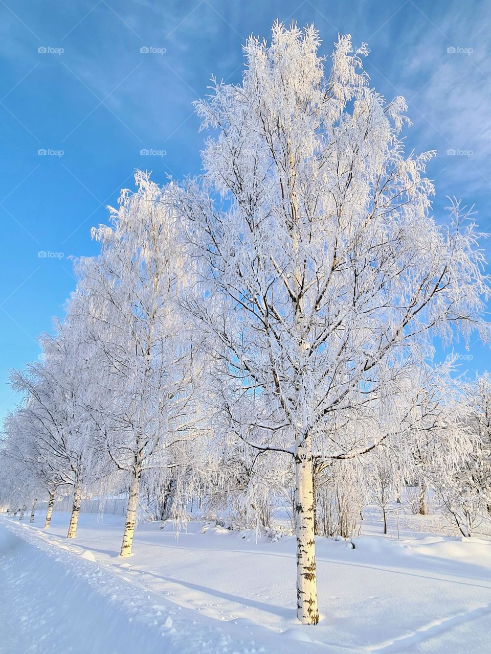 Winter wonderland whiteness 