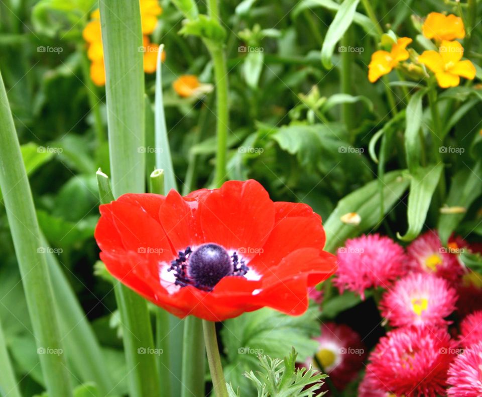 beautiful floral splendor