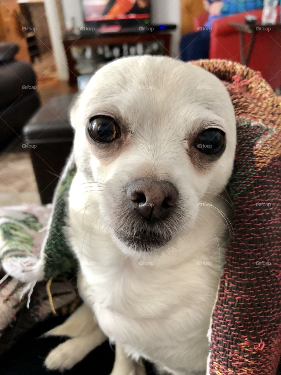 Fiona ( Chihuahua) dog