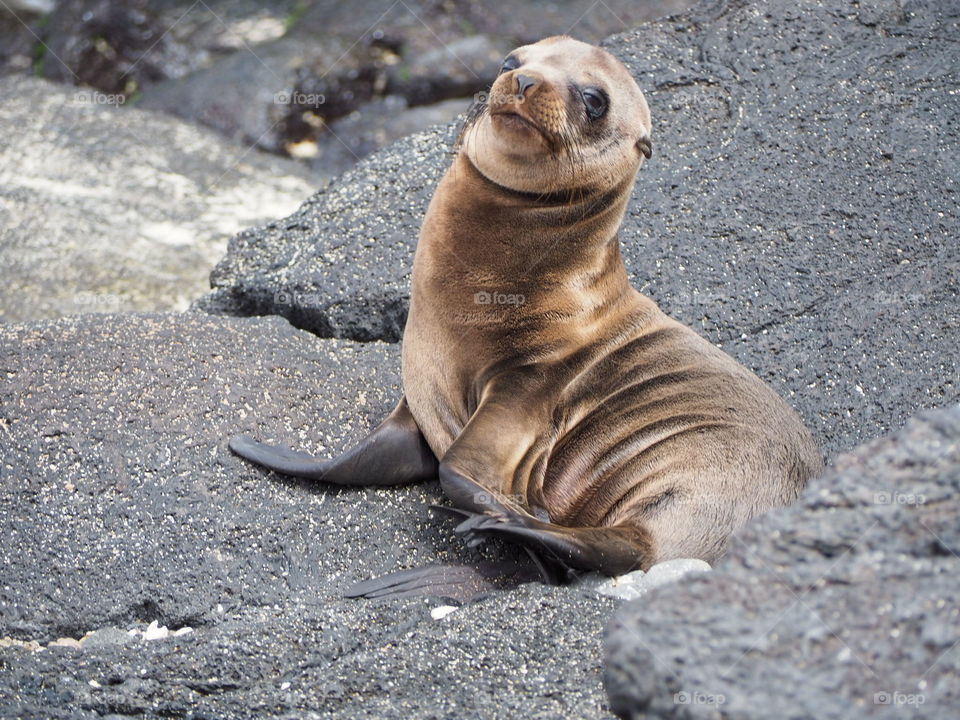 Baby sea lion on the rocks of a Galapagos island 