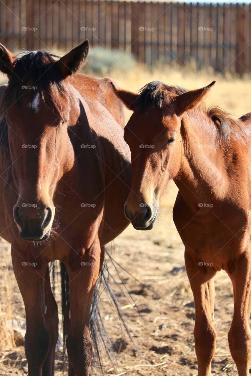 Wild mustang mare with her colt