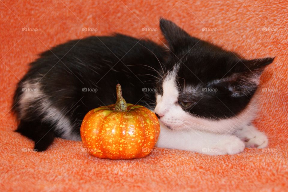 This pumpkin smells like plastic 