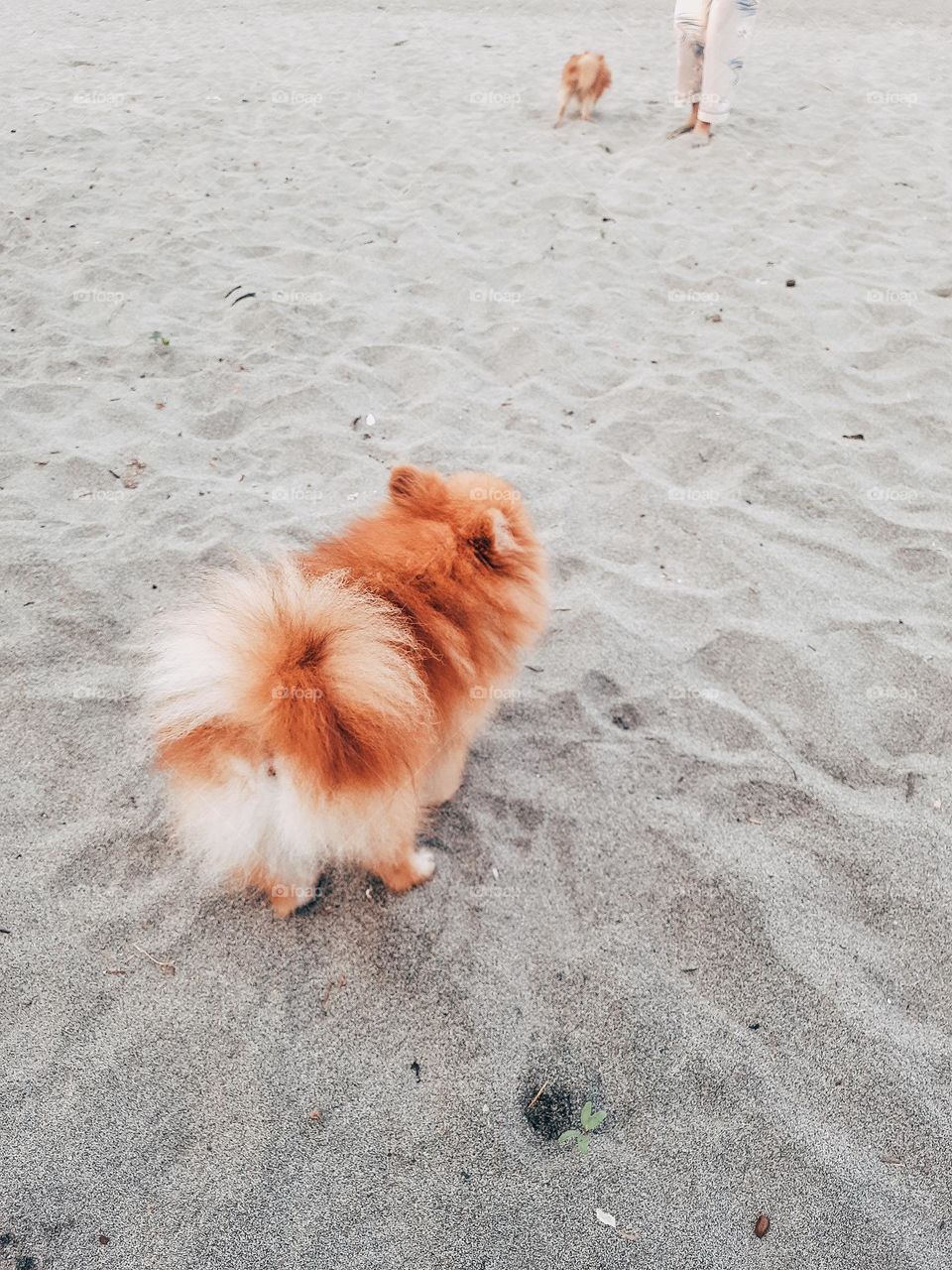 doggy by the sand beach